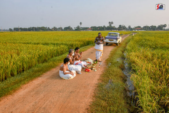 நெற்கதிர் அறுவடை 1
