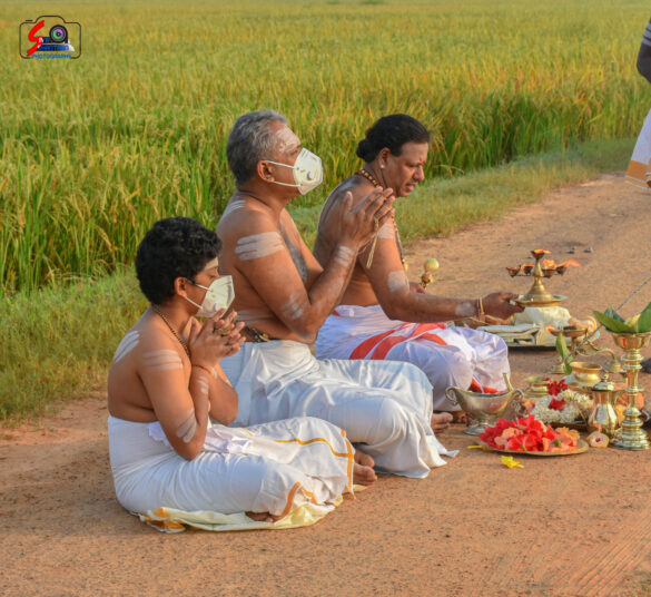 நெற்கதிர் அறுவடை 2