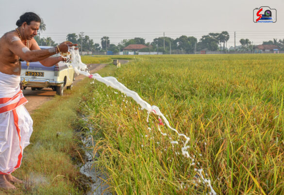 நெற்கதிர் அறுவடை 3